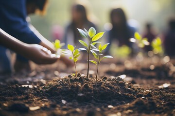 A new life in nature sprout. People plant a tree and another plant on the plantation. Employees of...