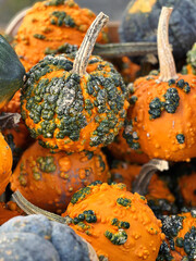 More pumpkins close-up on the farm in Poolesville, October 2023