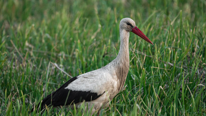 White stork (Ciconia ciconia) looking for food in the grass
