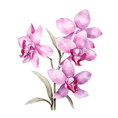 Fototapeta na wymiar Pink orchid flowers branch watercolor paint on white background