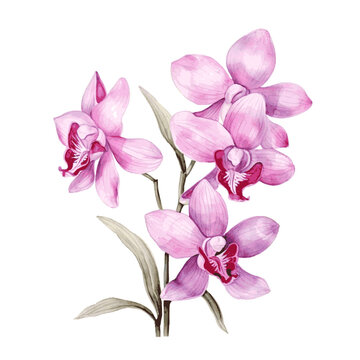 Pink orchid flowers branch watercolor paint on white background