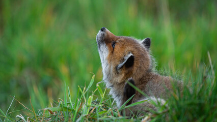 Young Red Fox cub (Vulpes vulpes) scratching his neck