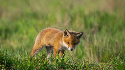 Cub Red Fox (Vulpes vulpes) looking for a food