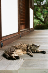 猫