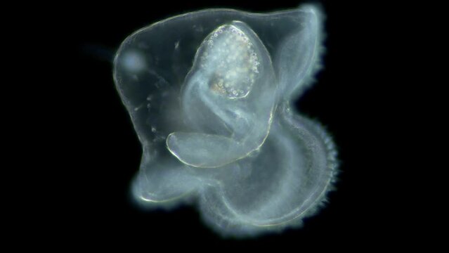 Pilidium larva of worm Heteronemertea under microscope, genus Cerebratulus ssp. With help of cilia, it floats in the water column. White sea