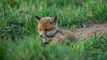 Red Fox pup (Vulpes vulpes) resting