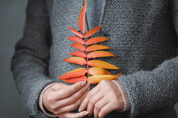 Gray knit jacket and female hands with autumn leaves closeup. Warm autumn and winter woolen clothes.