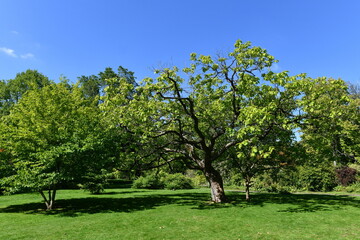 Fototapeta na wymiar Trees in a park with a blue sky above