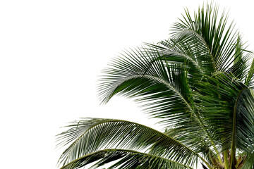 Green Leaves of palm,coconut tree bending isolated