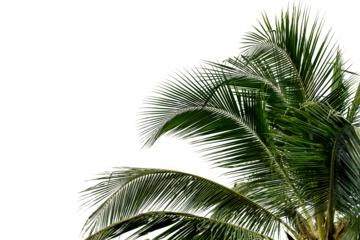 Green Leaves of palm,coconut tree bending isolated