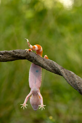 Leopard gecko lizard, close up macro on nature background