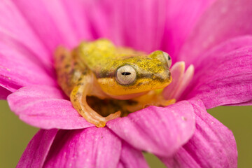 Golden glass frog on leaf with nature background, Philautus vittiger frog
