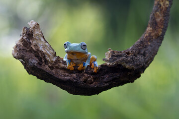 Tree frog on branch, Gliding frog (Rhacophorus reinwardtii) sitting on branch,  Indonesian tree frog