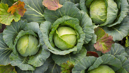 cabbage background harvest autumn season top view