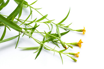 Fototapeta premium Fresh tarragon on white background.
