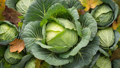 cabbage background harvest autumn season top view