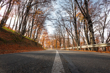 Road through the autumn forest