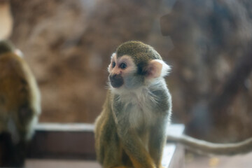Close-up of squirrel monkey sitting on railing