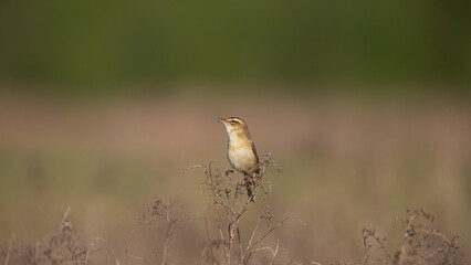 Sedge Warbler (Acrocephalus schoenobaenus) sits on the reed. Springtime season