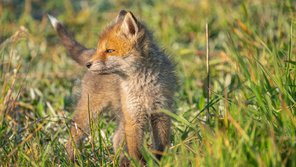 Baby Red Fox (Vulpes vulpes) playing on green grass