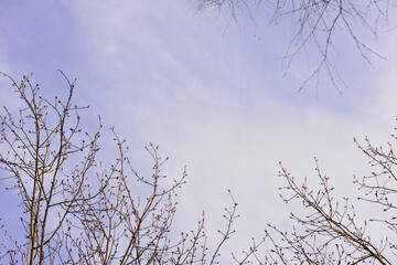 blue sky with clouds and twigs of the tree copy space  