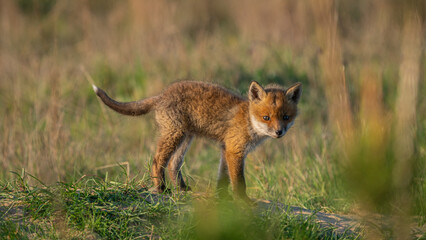 Baby Red Fox (Vulpes vulpes) resting near den
