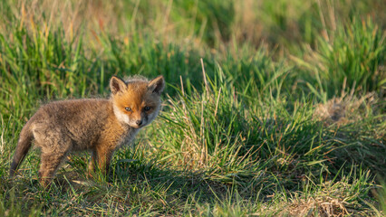 Baby Red Fox (Vulpes vulpes) looks at the camera