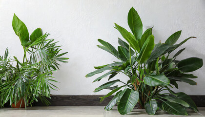 tropical plant with lush leaves on floor near white wall space for text