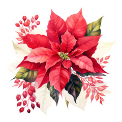 Hand painted poinsettia watercolor branch Christmas design on white background