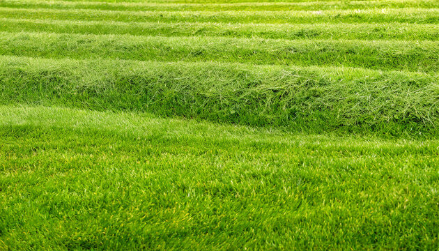 wide format background image of green carpet of neatly trimmed grass beautiful grass texture on bright green mowed lawn field grassplot in nature
