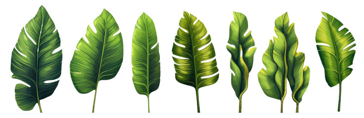 tropical leaf plants