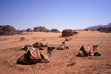 Beautiful orange sands dune of Wadi Rum desert the unique landscape