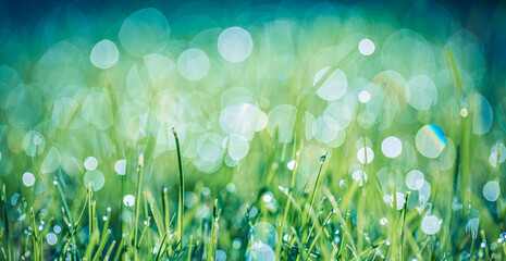 Inspire lush green grass on meadow. Drops of water dew in morning light amazing spring summer...