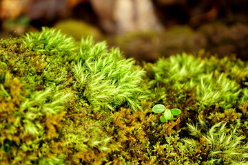 Mosses in the jungle in Sa Mu Son La, Vietnam