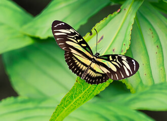 Illustration of a butterfly on green leaf