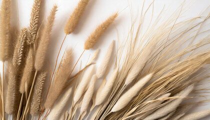 wheat dried grasses and pampass grass in soft neutral pallette on a white background for graphic resource