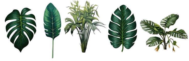 tropical leaf plants - obrazy, fototapety, plakaty