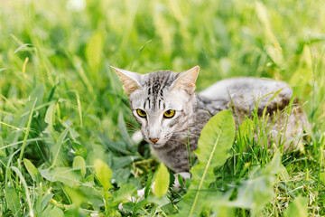 A grey male tabby shorthair oriental kitten in green grass looking into the distance. Developed from the Siamese breed, orientals have slender, athletic builds and are natural conversationalists