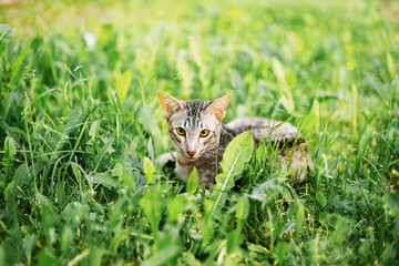 A grey male tabby shorthair oriental kitten in green grass looking into the distance. Developed from the Siamese breed, orientals have slender, athletic builds and are natural conversationalists