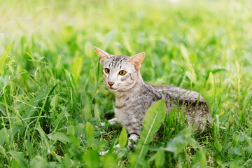 A grey male tabby shorthair oriental kitten in green grass looking into the distance. Developed from the Siamese breed, orientals have slender, athletic builds and are natural conversationalists