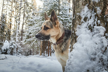 Dog German Shepherd outdoors in the forest in a winter day. Russian guard dog Eastern European Shepherd in nature on the snow and white trees covered snow