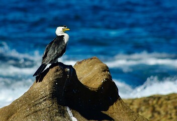 Shag on a rock