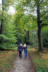 Strollers at Dirtroad. Lane. Forest in fall at Roden Drente Mensinge Estate Netherlands. Landgoed Mensinge. Autumn. Fall Colors. Going for a walk. 