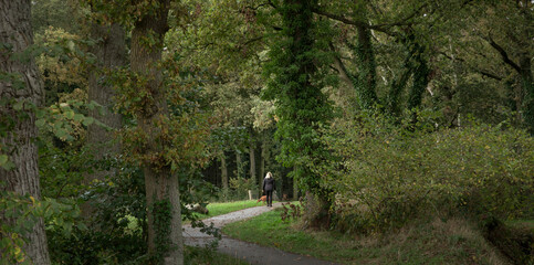Walking the dog. Strollers at Dirtroad. Lane. Forest in fall at Roden Drente Mensinge Estate Netherlands. Landgoed Mensinge. Autumn. Fall Colors. Going for a walk. 
