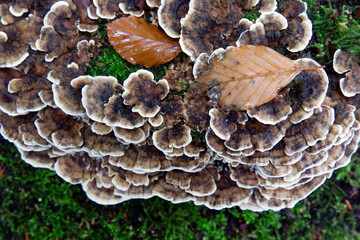 Fungus. Mushroom and moss on dead tree stem in Forest in fall at Roden Drente Mensinge Estate Netherlands. Landgoed Mensinge. Autumn. Fall 