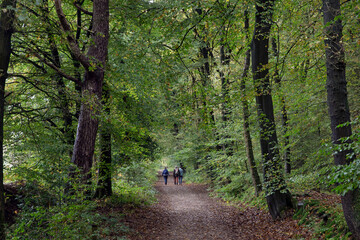 Strollers at Dirtroad. Lane. Forest in fall at Roden Drente Mensinge Estate Netherlands. Landgoed Mensinge. Autumn. Fall Colors. Going for a walk. 