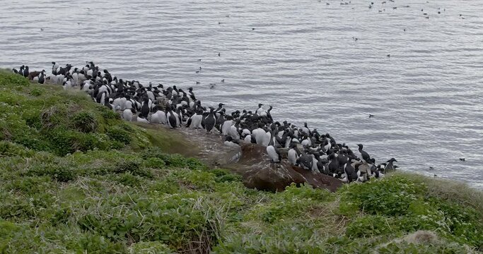 A flock of Common Guillemot (Uria aalge) resting on rocks on the bird cliff island of Horn&oslash;ya in summer, Norway.