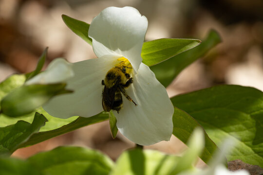 Bumblebee in Trillium