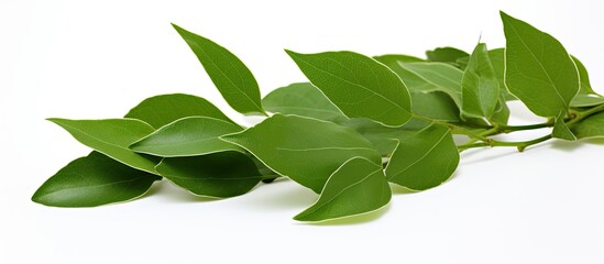 Green leaves on a white background containing camphor