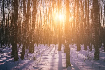 Poster Sunset or sunrise in a birch grove with winter snow. Rows of birch trunks with the sun's rays. Vintage camera film aesthetic. © Eugene_Photo